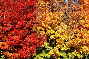 http://www.edupic.net/Images/Plants/fall_colors03.JPG