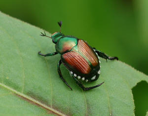 http://harvest.cals.ncsu.edu/entomology_meyer/jap_beetle2302.jpg