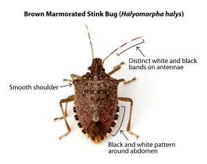 http://rodaleinstitute.org/wp-content/uploads/2013/01/stinkBug600.jpg