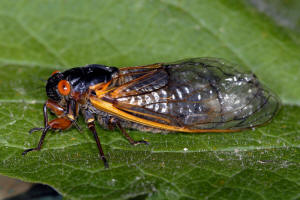 Why are <b>cicadas</b> so noisy? | HowStuffWorks
