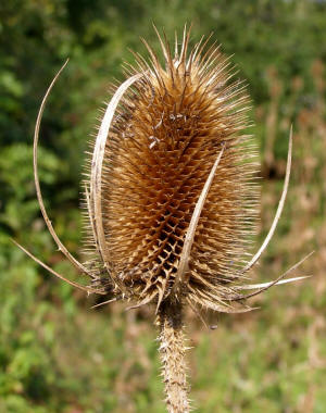 http://springwatertrails.org/wp-content/uploads/2012/12/Teasel.jpg