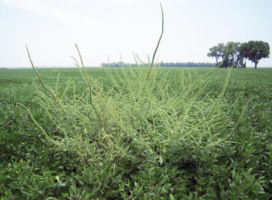 https://news.uns.purdue.edu/images/2013/palmer-amaranth.jpg