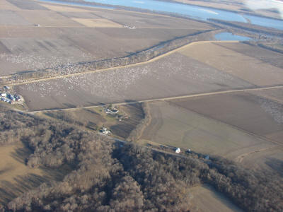 http://archives.lincolndailynews.com/2018/Mar/03/images/030318pics/topIllinois%20River%20Migration%20008353.JPG