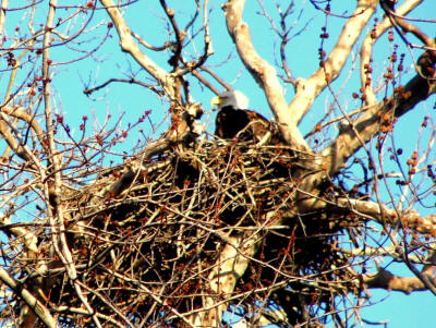 http://archives.lincolndailynews.com/2018/Apr/13/images/041318pics/Eagle%20Nest%20020%20(2).jpg