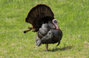FILE - Pennsylvania Spring Turkey