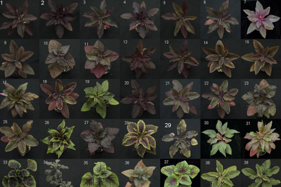 Array of Amaranth plants arranged by color